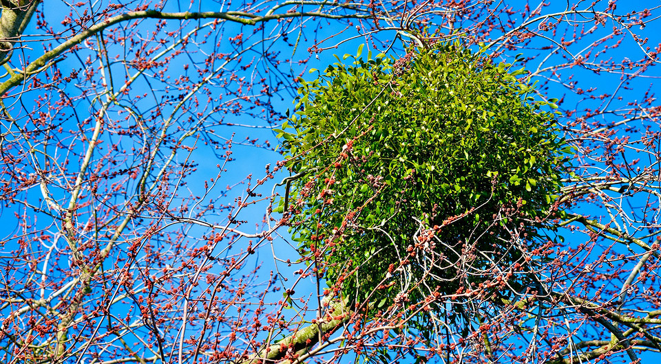 Зеленые шары на деревьях: что это такое и как избавиться от поражения