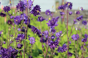 Что посадить, если вы бываете на даче только по выходным: 6 неприхотливых растений для сада