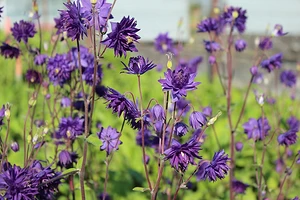 Что посадить, если вы бываете на даче только по выходным: 6 неприхотливых растений для сада