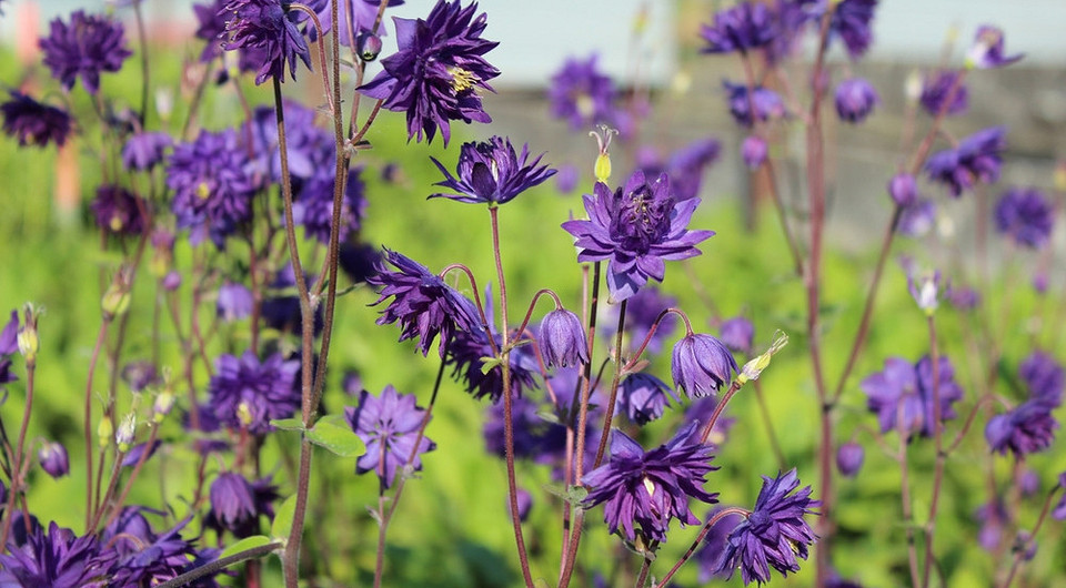 Что посадить, если вы бываете на даче только по выходным: 6 неприхотливых растений для сада