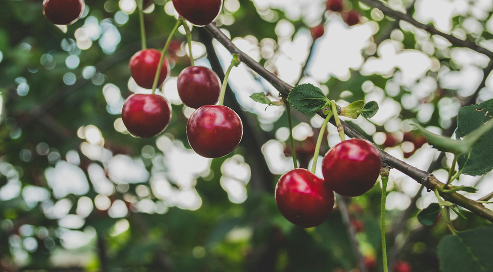 Прививка черешни на вишню: рабочие способы, пошаговые инструкции и важные советы