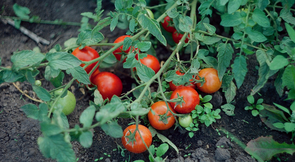 Благоприятные дни для посадки помидоров в апреле 2026 года: лучшие дни по лунному календарю