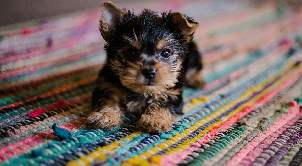 Как избавиться от запаха мочи собак: убираем свежие и застарелые пятна с дивана и ковра