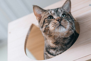 Как сделать кошке домик своими руками: идеи, которые легко повторить