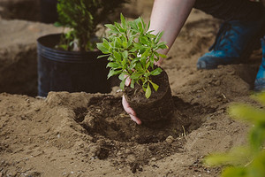 Растения для осушения участка: 11 названий, которые помогут уменьшить влажность