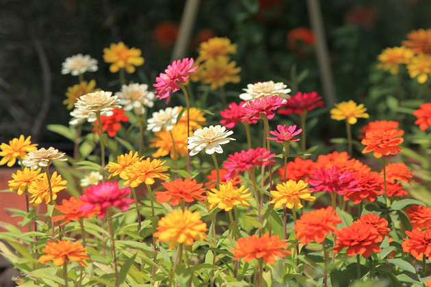 Если не хочется ждать: 7 растений, которые зацветут уже в первый сезон