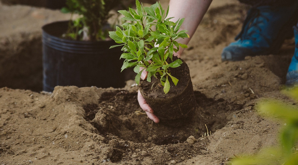 Растения для осушения участка: 11 названий, которые помогут уменьшить влажность
