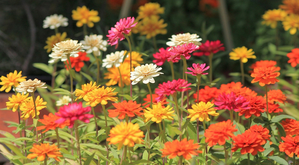 Если не хочется ждать: 7 растений, которые зацветут уже в первый сезон