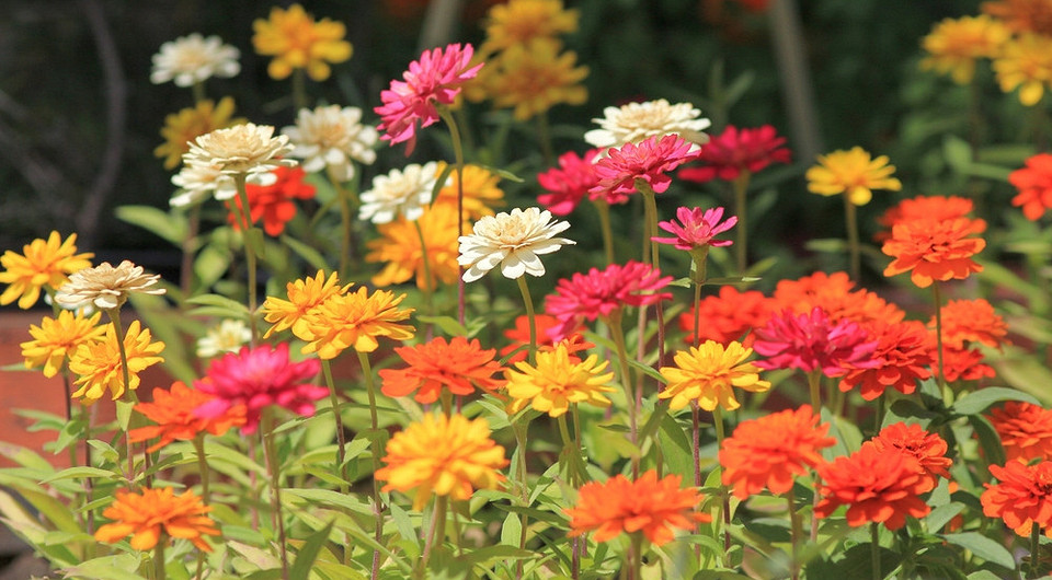 Если не хочется ждать: 7 растений, которые зацветут уже в первый сезон