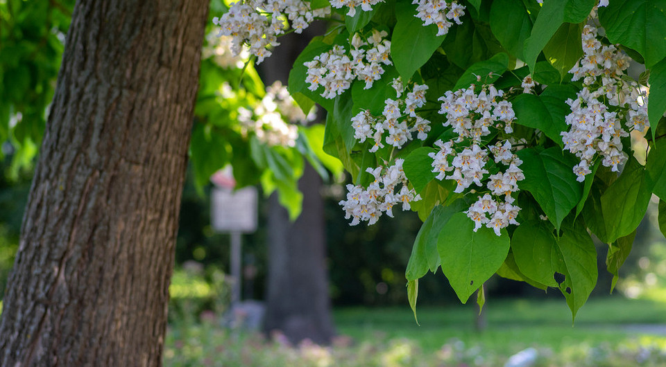 Катальпа: посадка и уход за деревом в своем саду