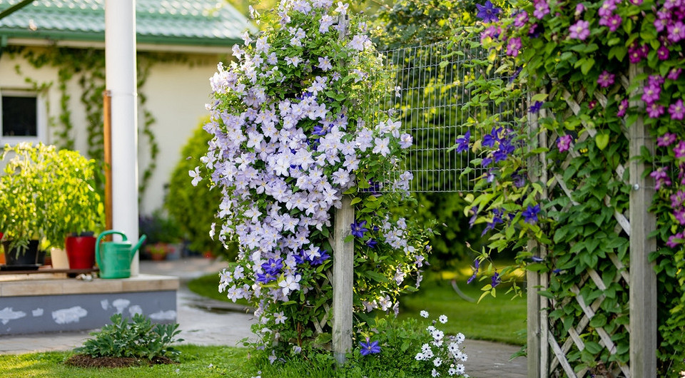 Как вырастить клематис из семян: подробное руководство для цветоводов-любителей