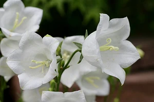 Цветы похожие на колокольчики: названия, описания и 30 вдохновляющих фото