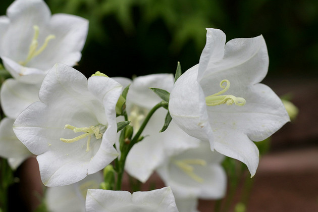 Цветы похожие на колокольчики: названия, описания и 30 вдохновляющих фото