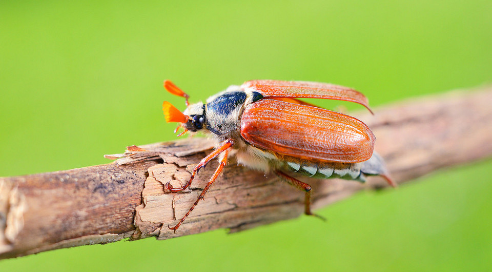 Как избавиться от личинок майского жука (хруща): способы и советы