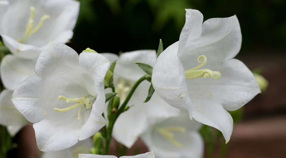 Цветы похожие на колокольчики: названия, описания и 30 вдохновляющих фото