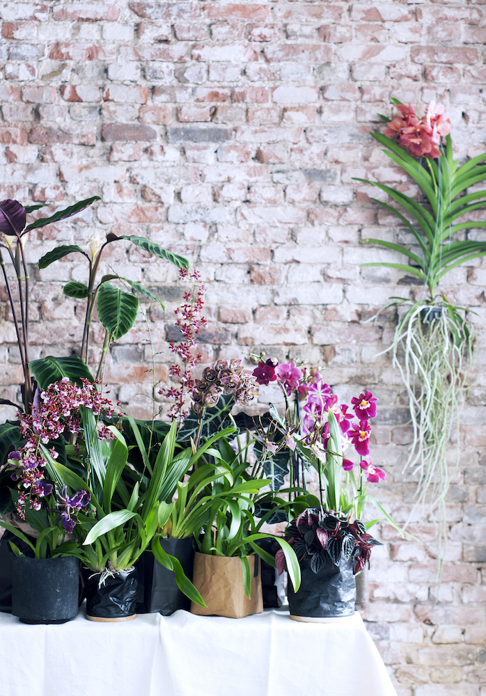 Как обновить дизайн помещения с помощью орхидей