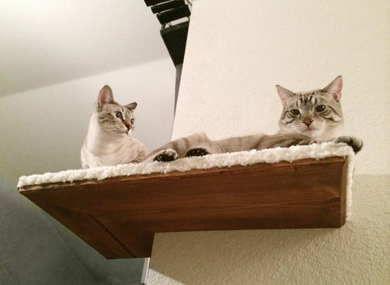 Угловая полка-лежанка для кота: фото Угловая полка-лежанка для кота: фото