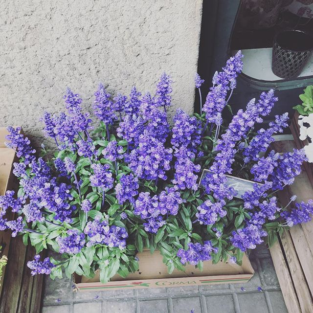 цветы цветы