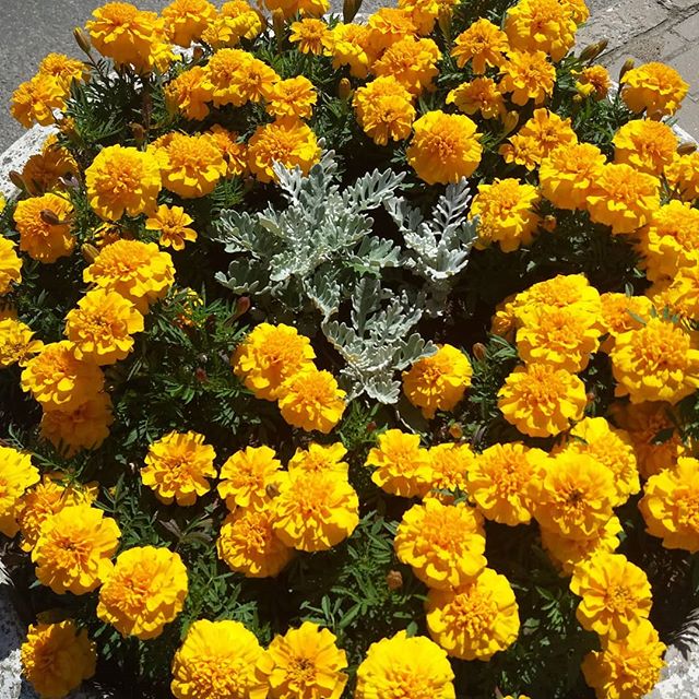 цветы цветы